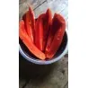 Semillas de papaya roja - Raras (Carica papaya)