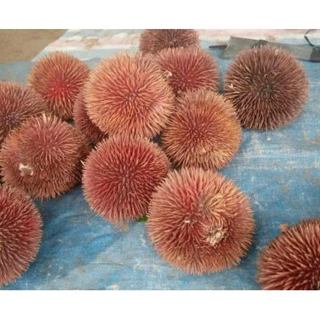 Rote Durian-Samen, Durian Marangang (Durio dulcis)