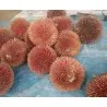Rote Durian-Samen, Durian Marangang (Durio dulcis)