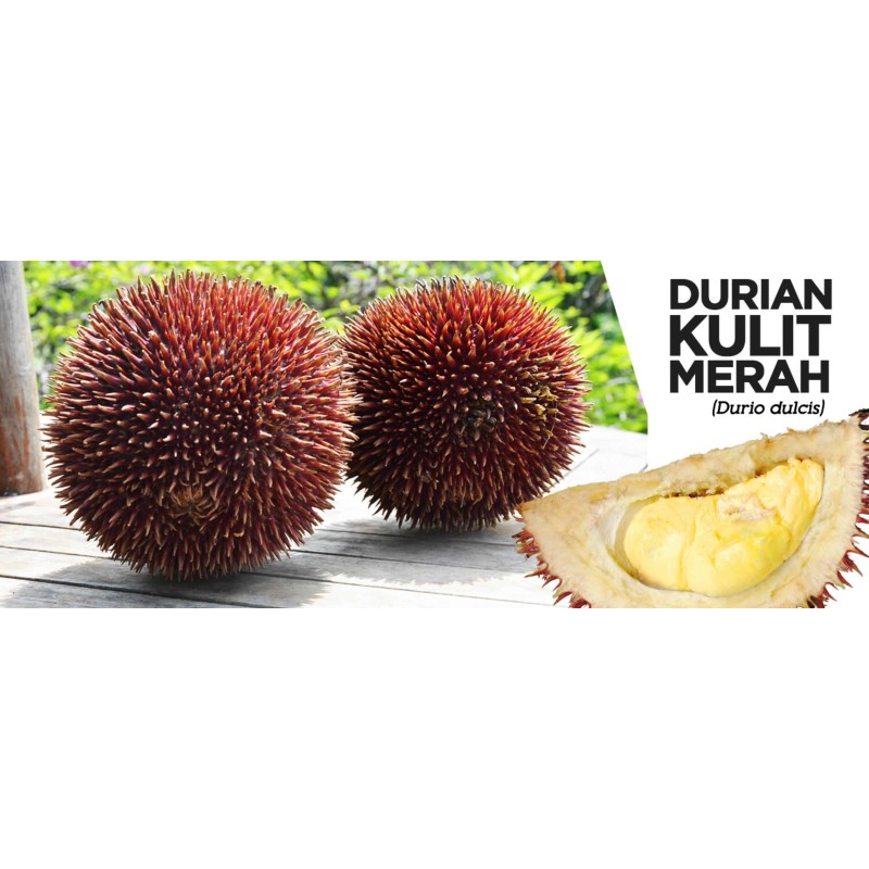 Rote Durian-Samen, Durian Marangang (Durio dulcis)