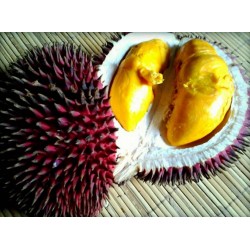 Sementes Durian Vermelhas, Durian Marangang (Durio dulcis)