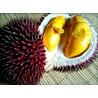 Rote Durian-Samen, Durian Marangang (Durio dulcis)