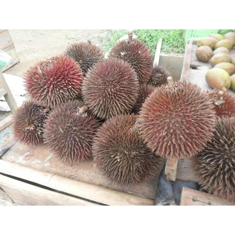 Red Durian Seeds, Durian Marangang (Durio dulcis)