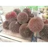 Rote Durian-Samen, Durian Marangang (Durio dulcis)