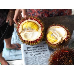 Sementes Durian Vermelhas, Durian Marangang (Durio dulcis)