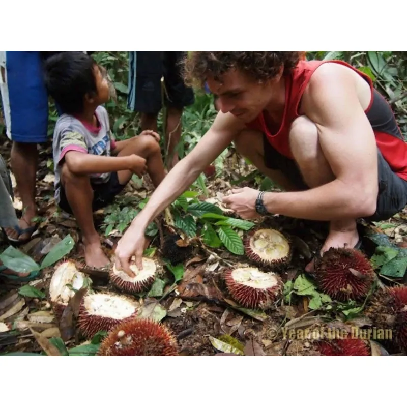 Red Durian Seeds, Durian Marangang (Durio dulcis)