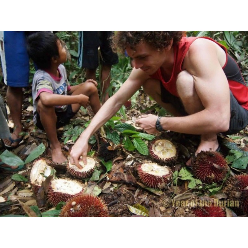 Rote Durian-Samen, Durian Marangang (Durio dulcis)