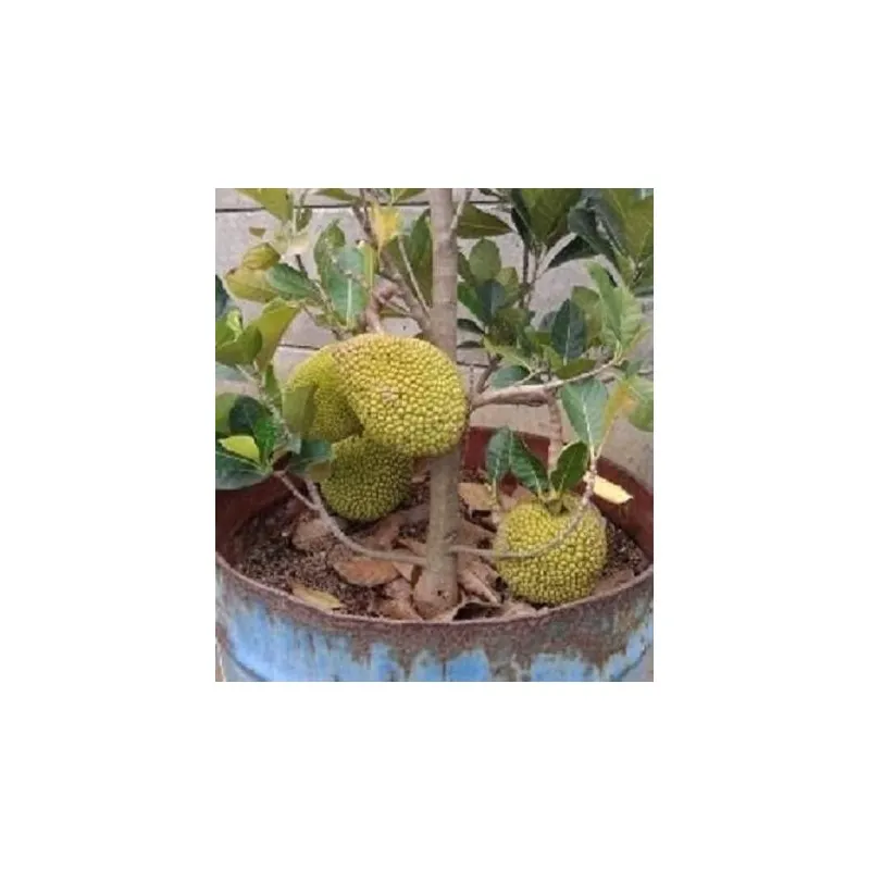 Red Durian Seeds, Durian Marangang (Durio dulcis)