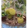 Rote Durian-Samen, Durian Marangang (Durio dulcis)