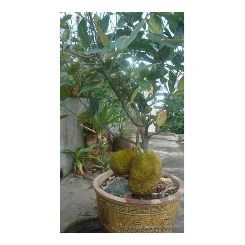 Rote Durian-Samen, Durian Marangang (Durio dulcis)
