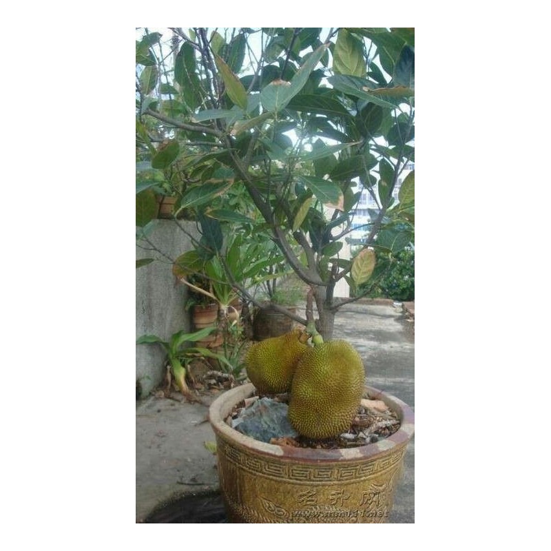 Semi di Durian rossi, Durian Marangang (Durio dulcis)