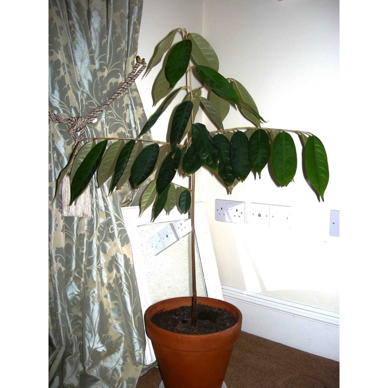 Rote Durian-Samen, Durian Marangang (Durio dulcis)