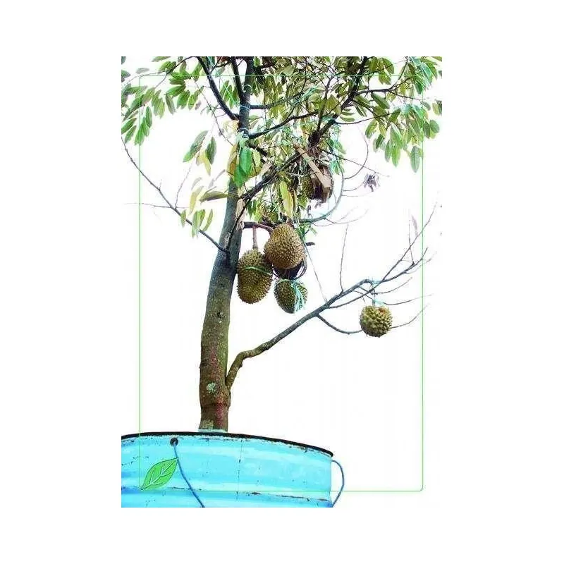 Rote Durian-Samen, Durian Marangang (Durio dulcis)