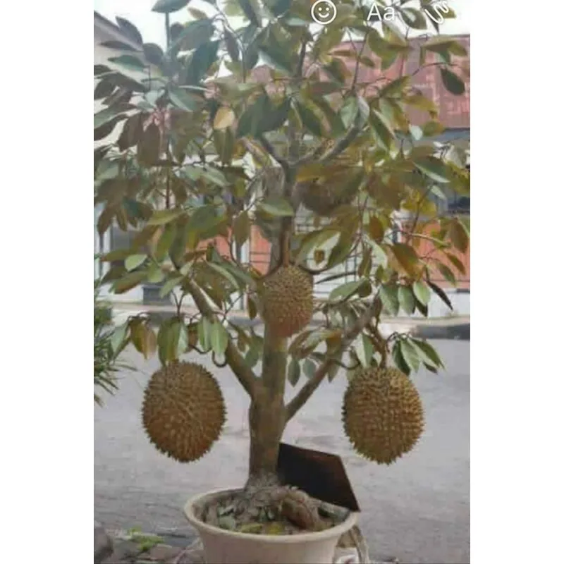 Rote Durian-Samen, Durian Marangang (Durio dulcis)