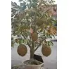 Red Durian Seeds, Durian Marangang (Durio dulcis)