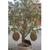Rote Durian-Samen, Durian Marangang (Durio dulcis)