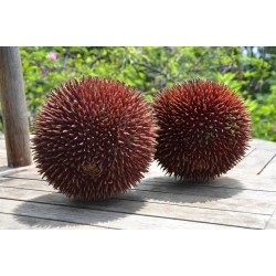 Rote Durian-Samen, Durian Marangang (Durio dulcis)