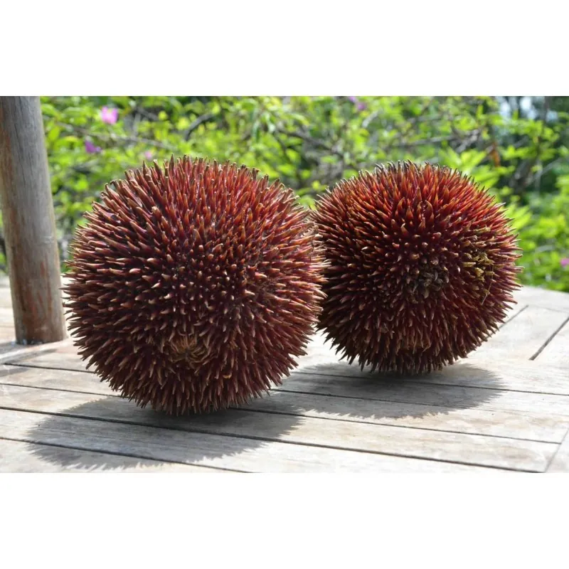 Red Durian Seeds, Durian Marangang (Durio dulcis)