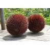 Red Durian Seeds, Durian Marangang (Durio dulcis)