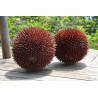Rote Durian-Samen, Durian Marangang (Durio dulcis)