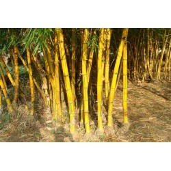 Golden Bamboo, Fish-pole Bamboo, Fishpole Bamboo - Weeds Australia