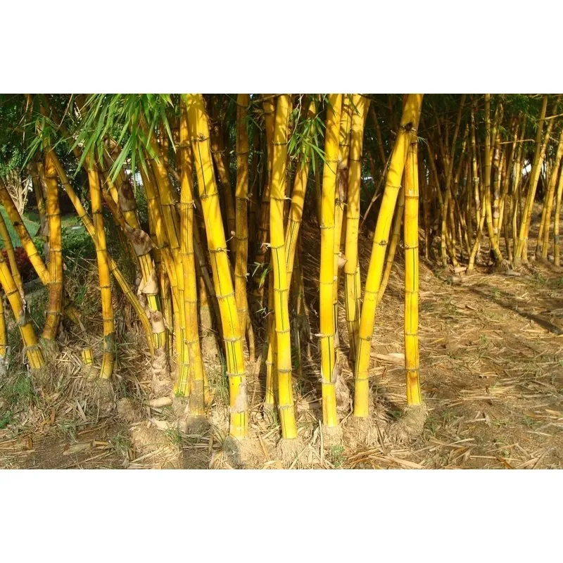 Golden Bamboo Seeds - fish pole bamboo (Phyllostachys aurea)
