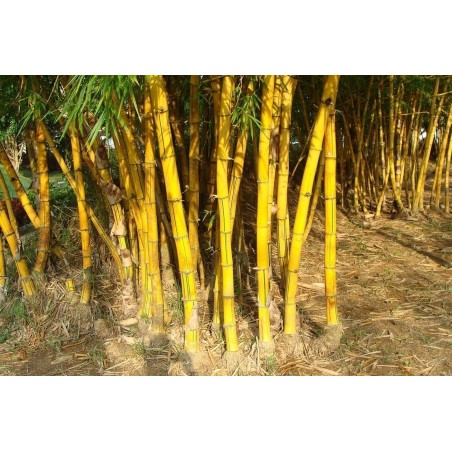 Price: €1.95 - Χρυσός μπαμπού σπόροι (Phyllostachys aurea) -