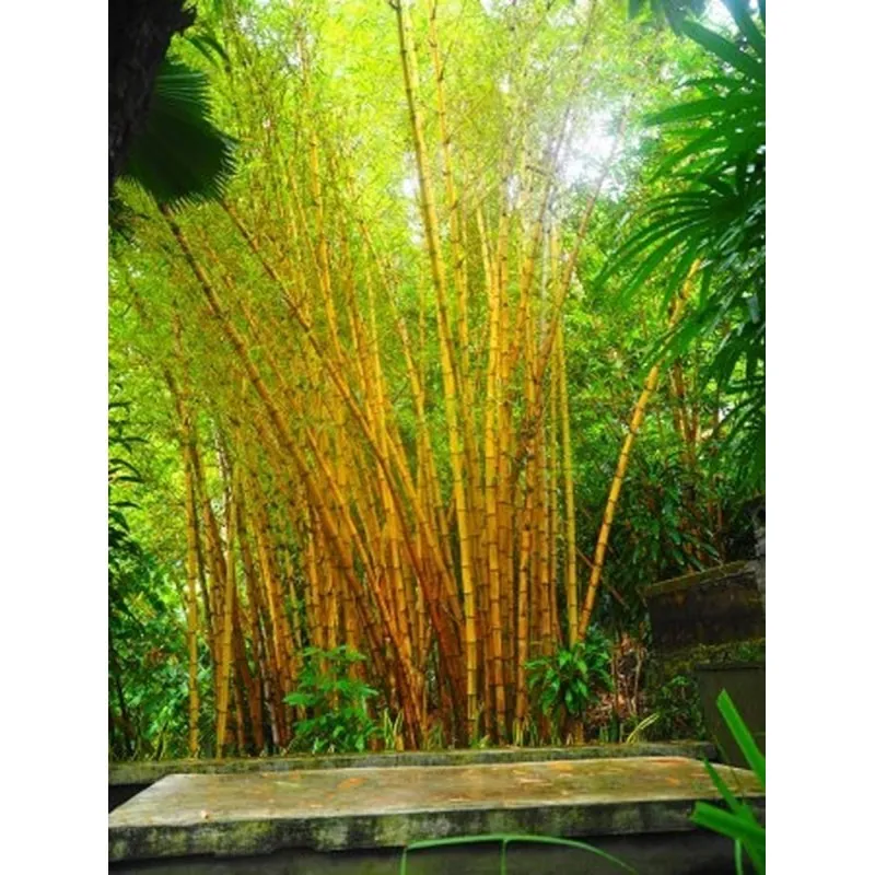 Golden Bamboo Seeds - fish pole bamboo (Phyllostachys aurea)