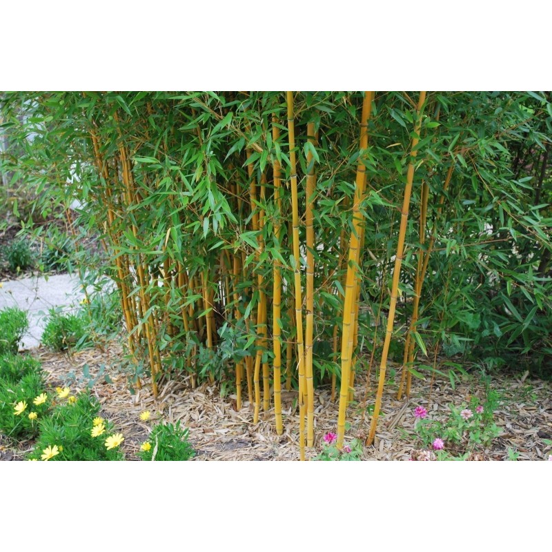 Price: €1.95 - Χρυσός μπαμπού σπόροι (Phyllostachys aurea) - 