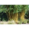 Price: €1.95 - Χρυσός μπαμπού σπόροι (Phyllostachys aurea) - 