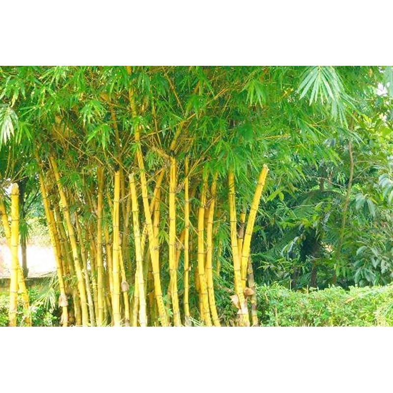 Price: €1.95 - Χρυσός μπαμπού σπόροι (Phyllostachys aurea) - 