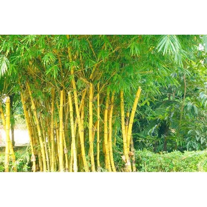 Golden Bamboo Seeds - fish pole bamboo (Phyllostachys aurea)