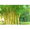 Golden Bamboo Seeds - fish pole bamboo (Phyllostachys aurea)