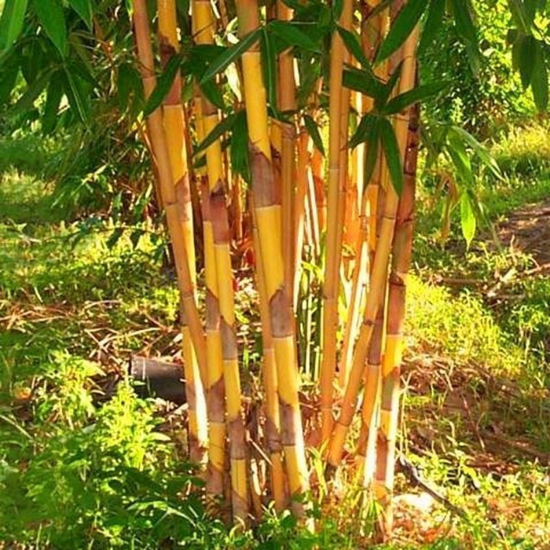 Price: €1.95 - Χρυσός μπαμπού σπόροι (Phyllostachys aurea) - 