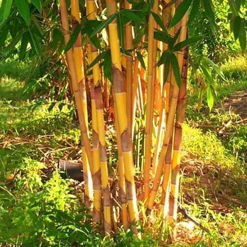 Sementes de Bambu Amarelo (Phyllostachys aurea)