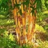 Graines de Bambou Doré (Phyllostachys aurea).