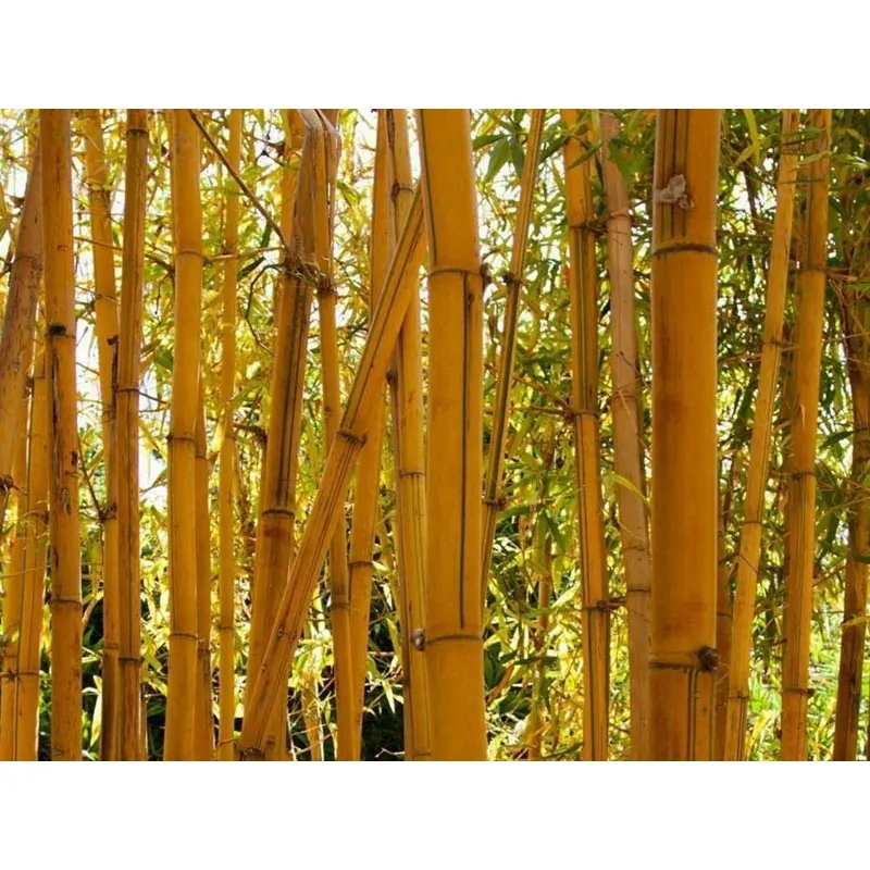 Golden Bamboo Seeds - fish pole bamboo (Phyllostachys aurea)