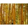 Χρυσός μπαμπού σπόροι (Phyllostachys aurea)