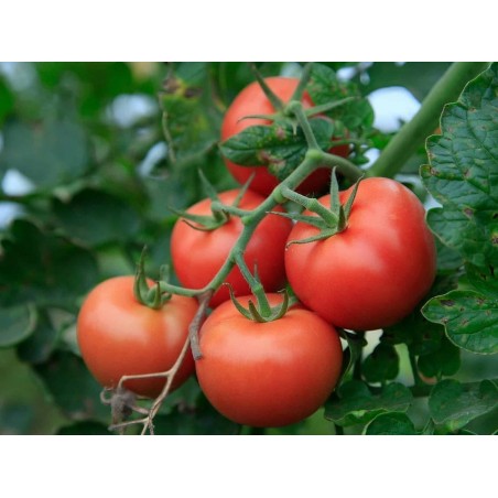 Price: €2.75 - 300 Seeds Novosadski Jabucar Tomato - Seeds Gallery