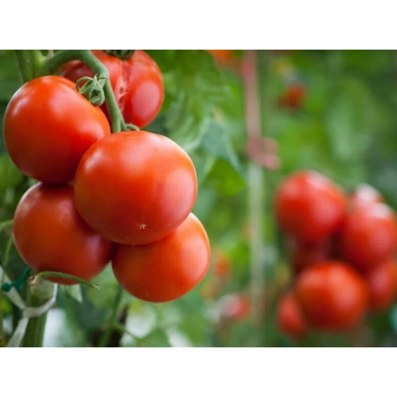 Price: €2.75 - 300 Seeds Novosadski Jabucar Tomato - Seeds Gallery