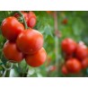 Price: €2.75 - 300 Seeds Novosadski Jabucar Tomato - Seeds Gallery