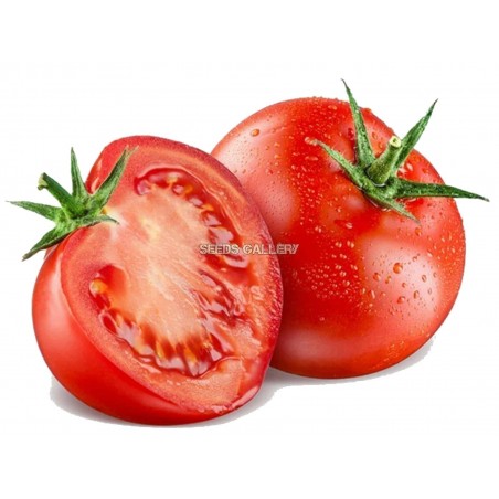 Price: €2.75 - 300 Seeds Novosadski Jabucar Tomato - Seeds Gallery