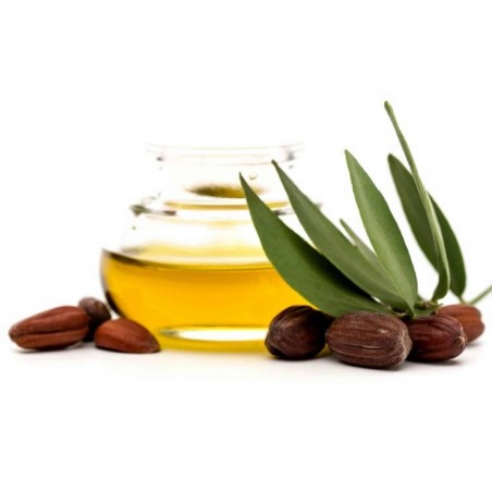 Price: €4.75 - Graines de Jojoba (Simmondsia chinensis) -