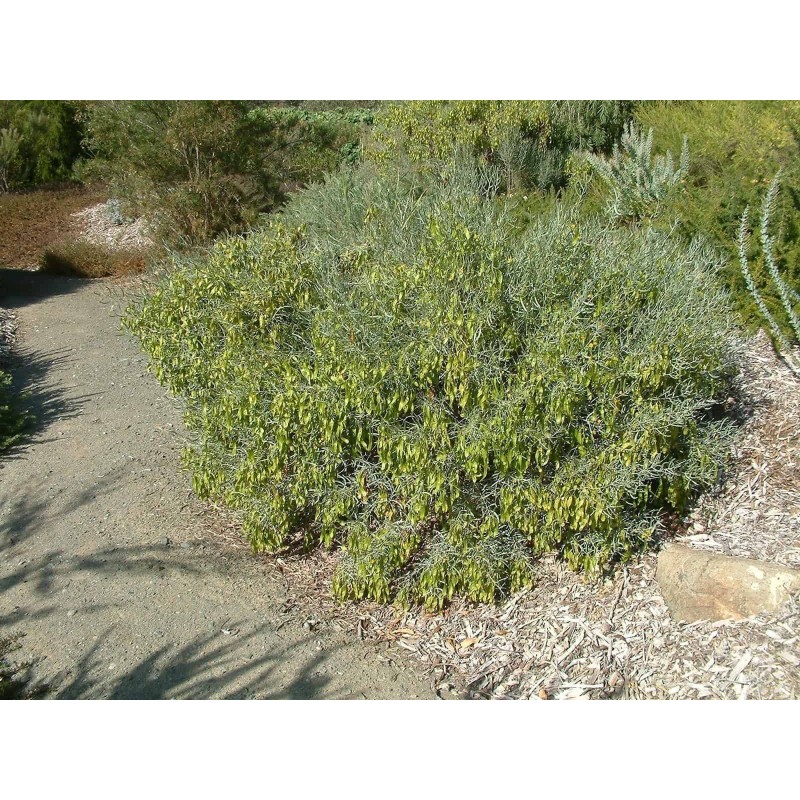 Price: €4.75 - Graines de Jojoba (Simmondsia chinensis) - 