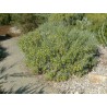 Price: €4.75 - Semi di Jojoba (Simmondsia chinensis) - 