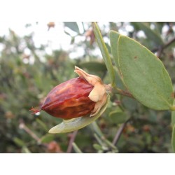 Sementes de Jojoba (Simmondsia chinensis)
