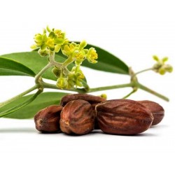 Price: €4.75 - Jojoba - Simondsija Seme (Simmondsia chinensis) - 