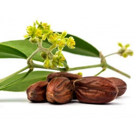 Price: €4.75 - Jojoba - Simondsija Seme (Simmondsia chinensis) -