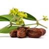 Price: €4.75 - Jojoba Frön (Simmondsia chinensis) - 