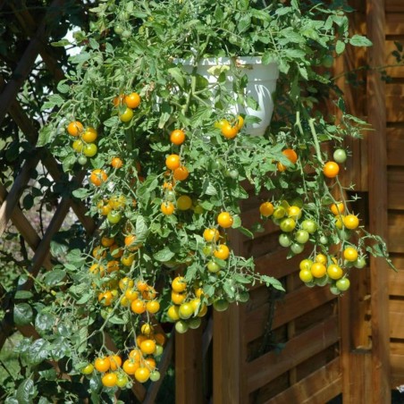 Price: €1.55 - Red & Yellow Tumbling Tom Tomato Seeds -